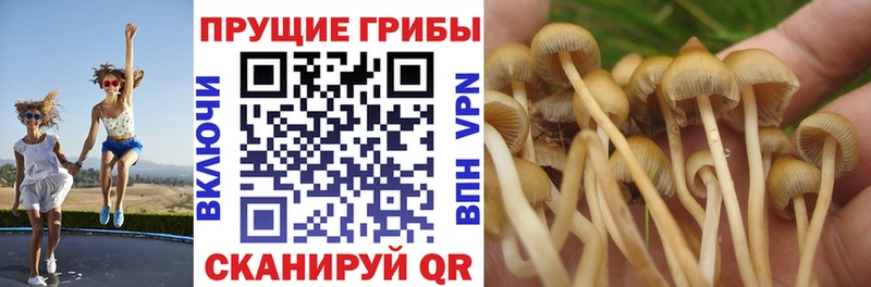 Галлюциногенные грибы MAGIC MUSHROOMS  Велиж 